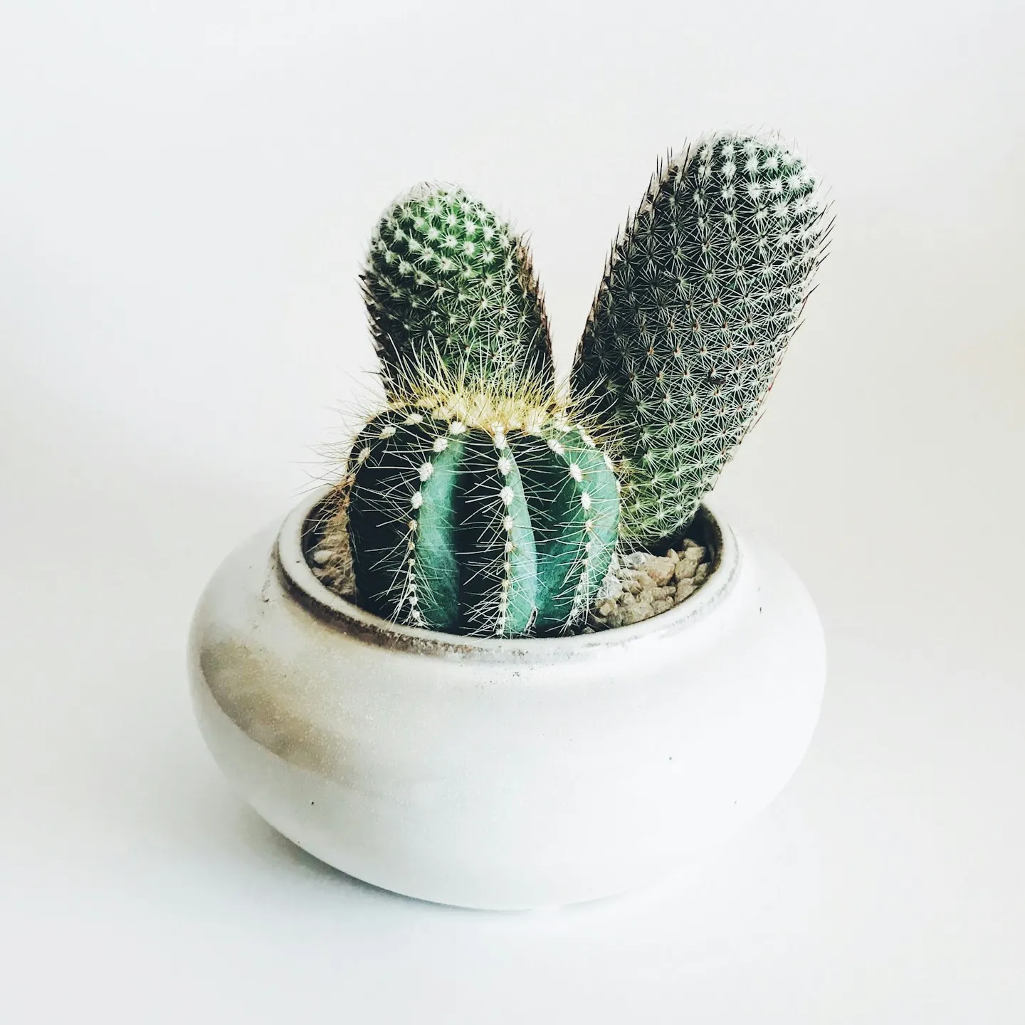 商品画像：サボテン寄せ植え