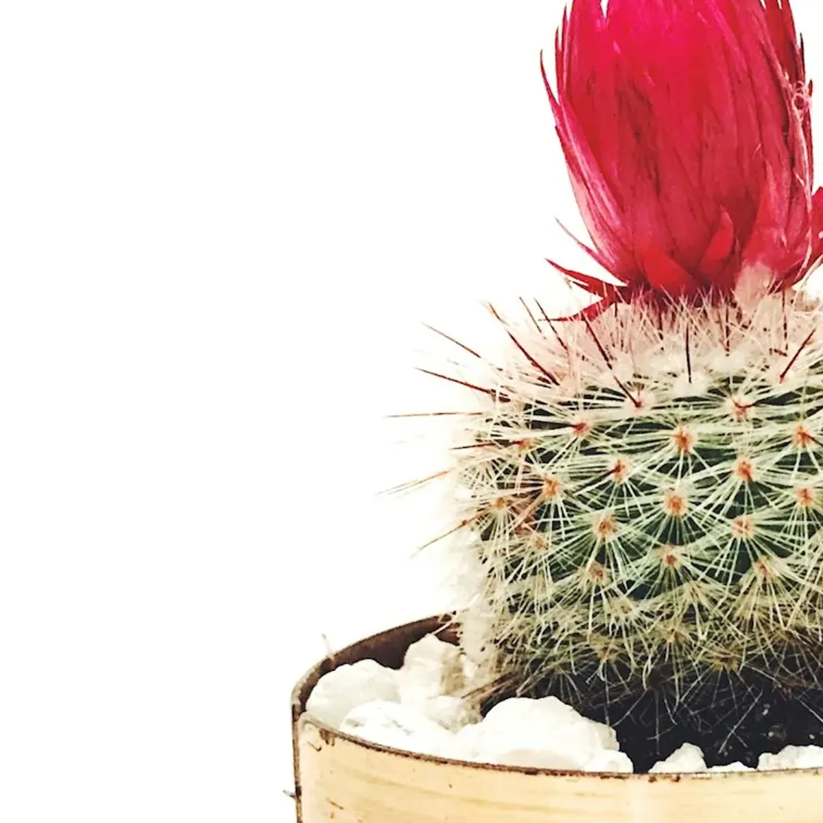 商品画像5枚目：スタッフ おまかせアレンジ