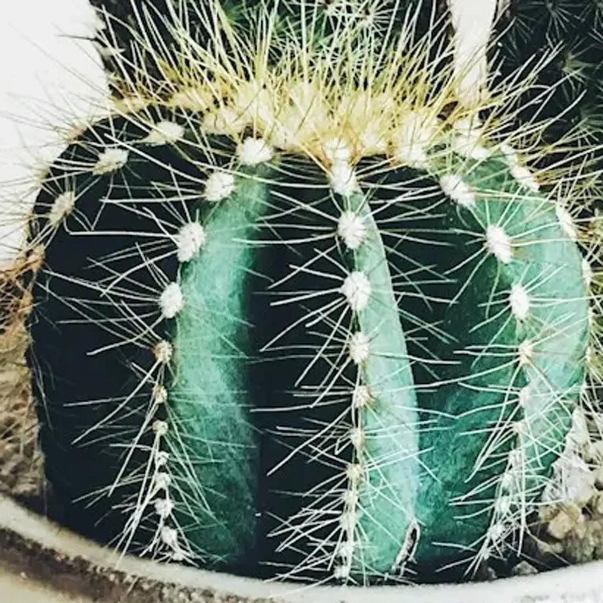 商品画像2枚目：スタッフ おまかせアレンジ