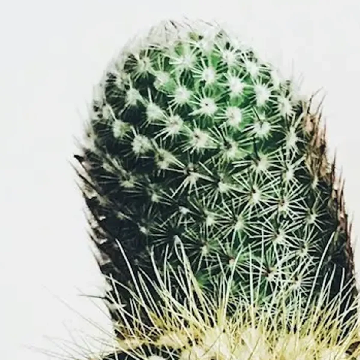 商品画像3枚目：スタッフ おまかせアレンジ