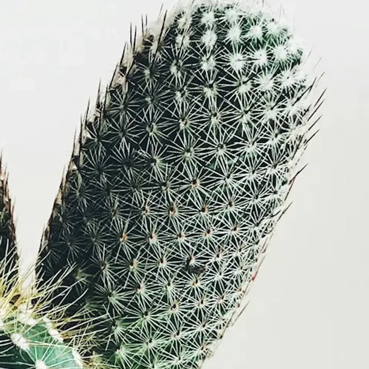 商品画像5枚目：スタッフ おまかせアレンジ