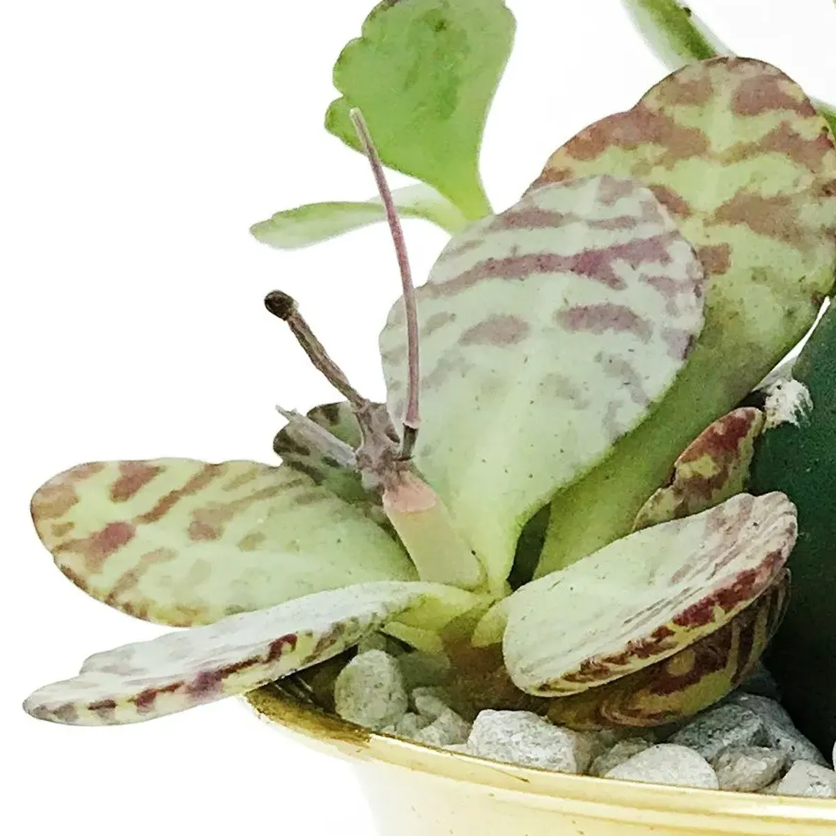 商品画像2枚目：スタッフ おまかせアレンジ