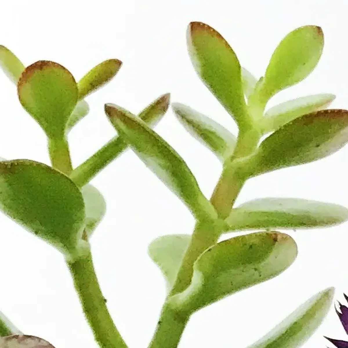 商品画像5枚目：スタッフ おまかせアレンジ