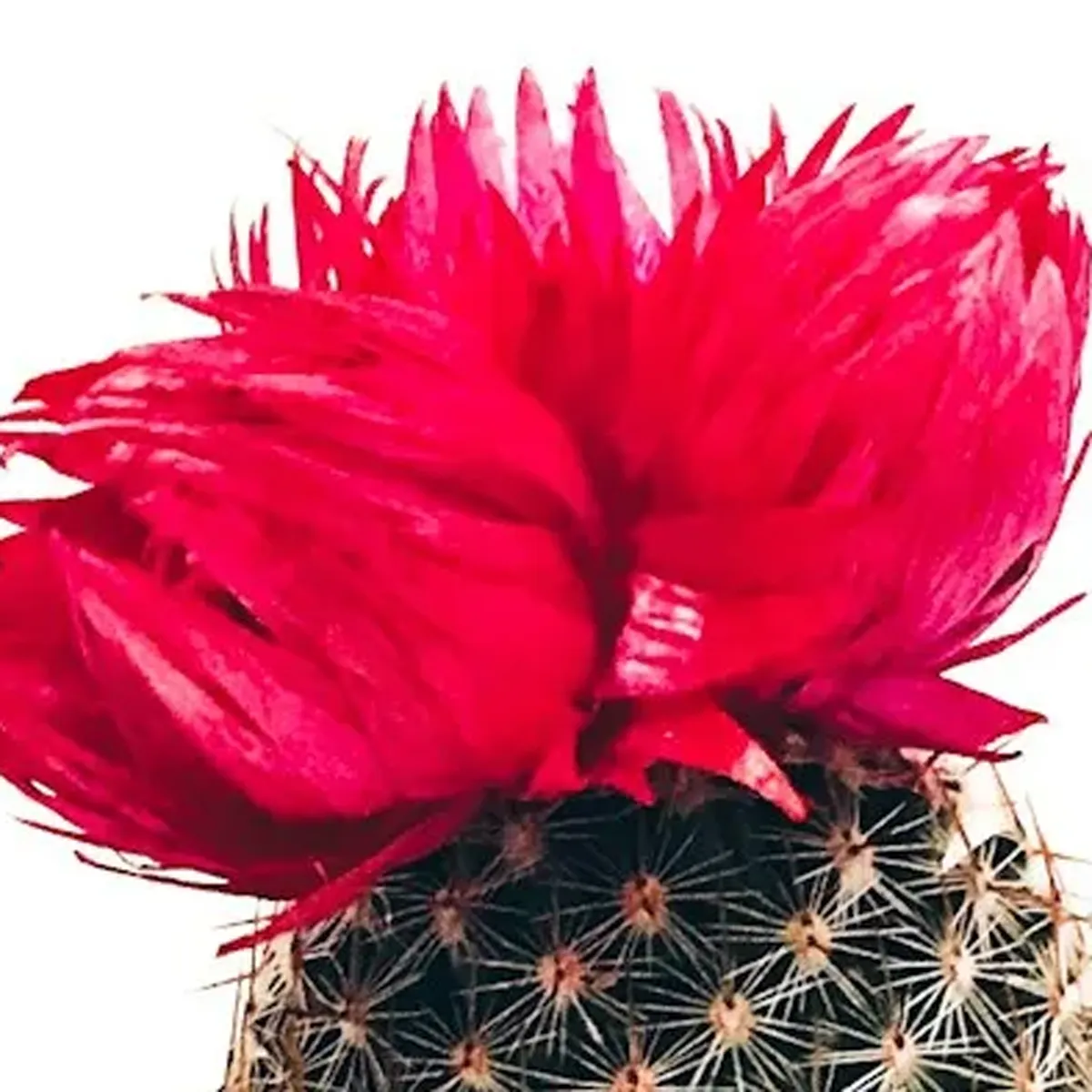 商品画像2枚目：スタッフ おまかせアレンジ