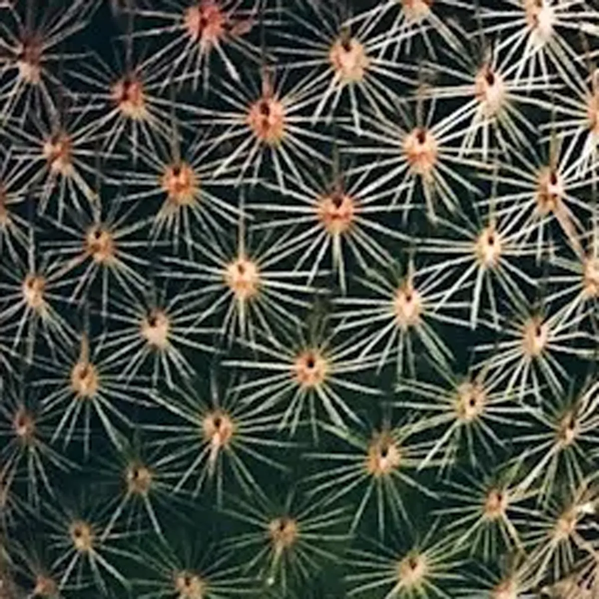 商品画像3枚目：スタッフ おまかせアレンジ