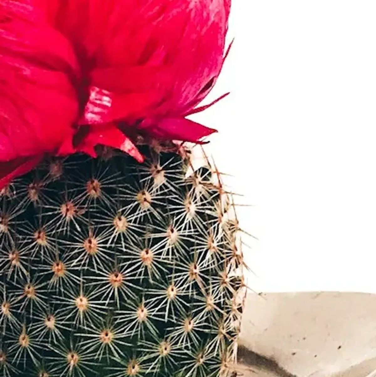 商品画像5枚目：スタッフ おまかせアレンジ